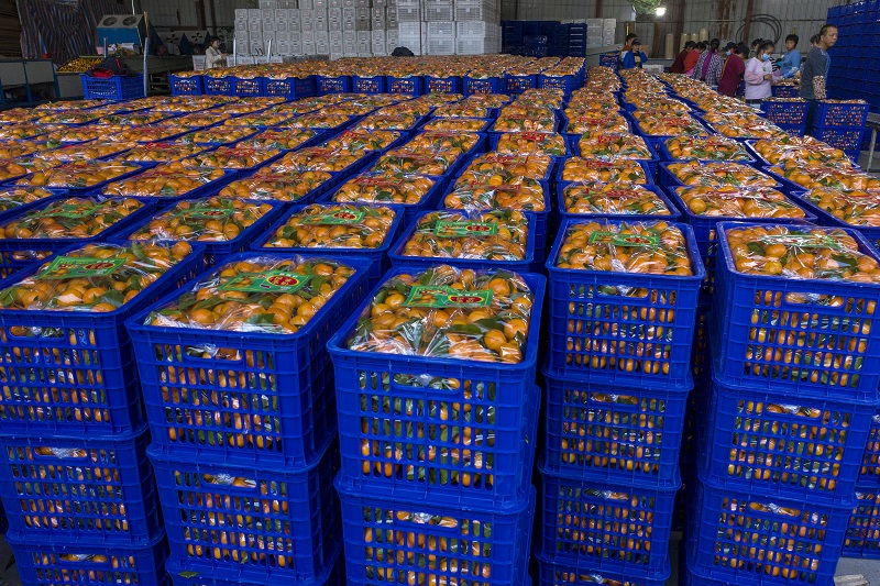 11、20210年12月8日，广西梧州岑溪市筋竹镇农民专业合作社，工人们正在分拣、装运砂糖橘。（何华文）