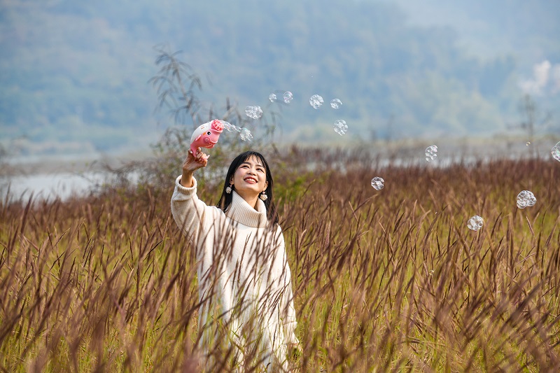 1、2021年12月12日，广西梧州市龙圩区苍海新区苍海湖畔，如梦似幻的糖蜜草盛开，一片粉色花海，吸引市民前来赏花游玩。（何华文）