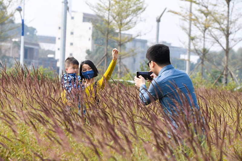 6、2021年12月12日，市民和游客在广西梧州市龙圩区苍海新区苍海湖畔粉色“花海”拍照留影。（何华文）