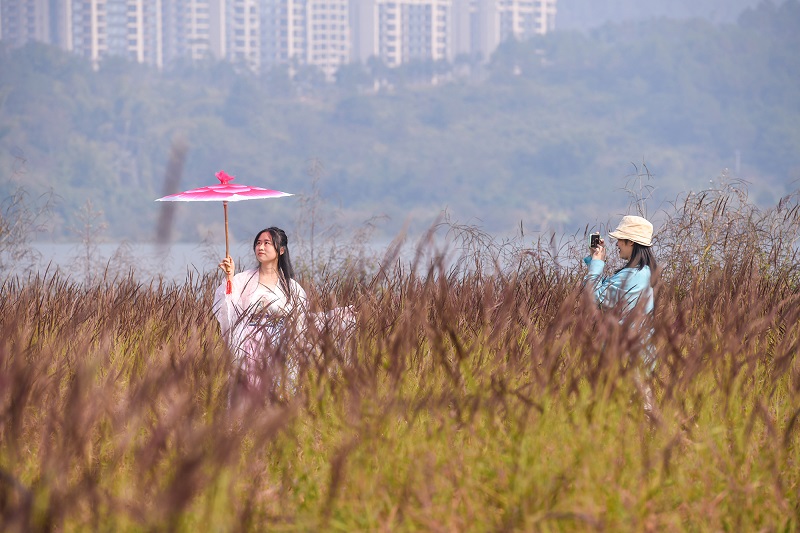 11、2021年12月12日，市民和游客在广西梧州市龙圩区苍海新区苍海湖畔粉色“花海”拍照留影。（何华文）