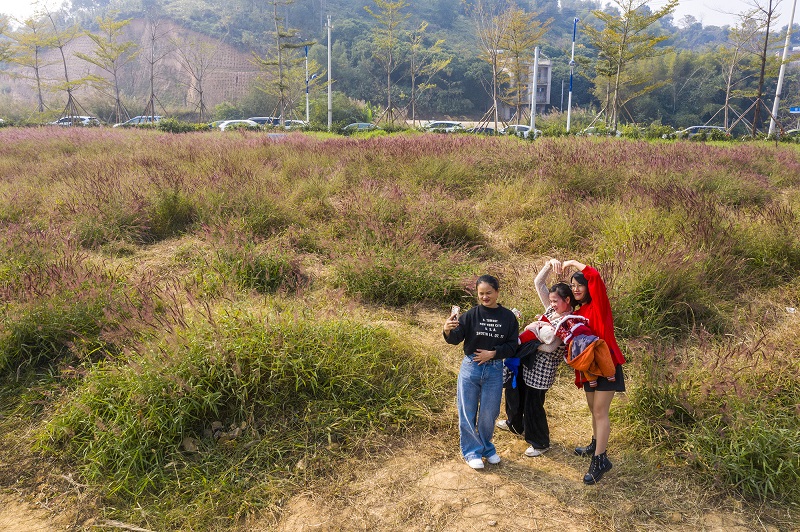 12、2021年12月12日，市民和游客在广西梧州市龙圩区苍海新区苍海湖畔粉色“花海”拍照留影。（何华文）