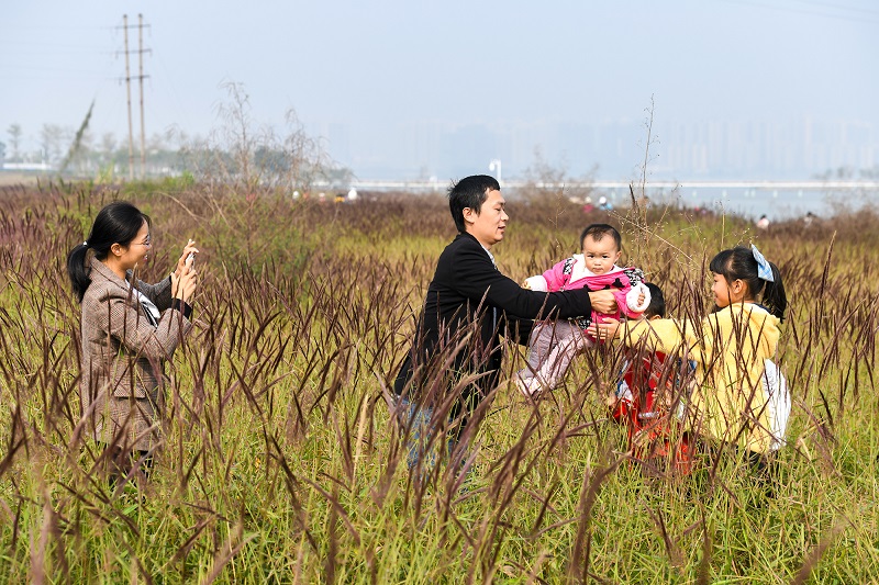15、2021年12月12日，市民和游客在广西梧州市龙圩区苍海新区苍海湖畔粉色“花海”拍照留影。（何华文）