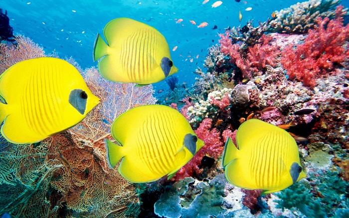 海底珊瑚及鱼类