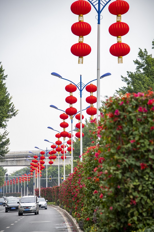 5、2022年1月27日，广西梧州市西堤路隔离绿化带上大红灯笼高挂，年味浓浓，营造出欢乐祥和、喜庆的节日气氛。（何华文）