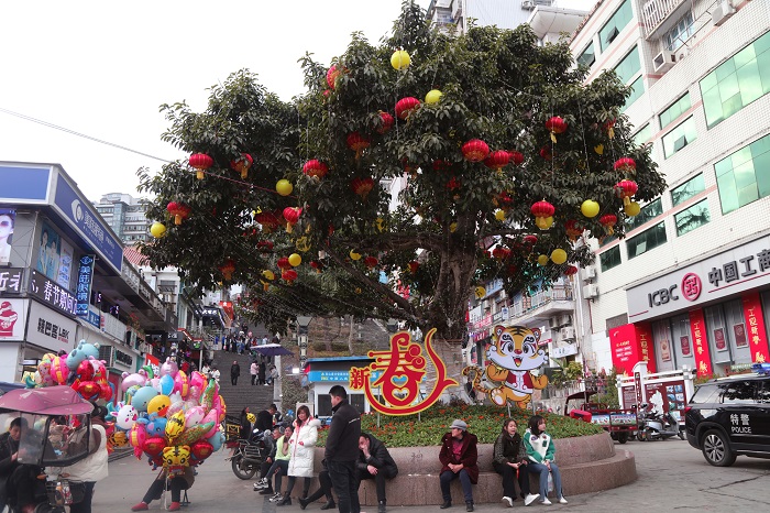 圖3：虎年迎春“紅果”掛滿“搖錢樹”。2022年2月4日，攝于重慶巫山縣城神女大道。唐探峰   15084351527