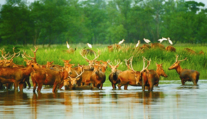 大豐麋鹿保護區內的中華麋鹿園的麋鹿群