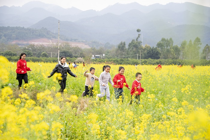 油菜花開，吸引了附近的村民游客到花田里游玩。（何華文）