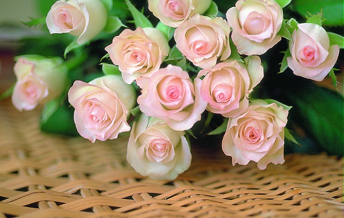 顿涅茨克粉色玫瑰