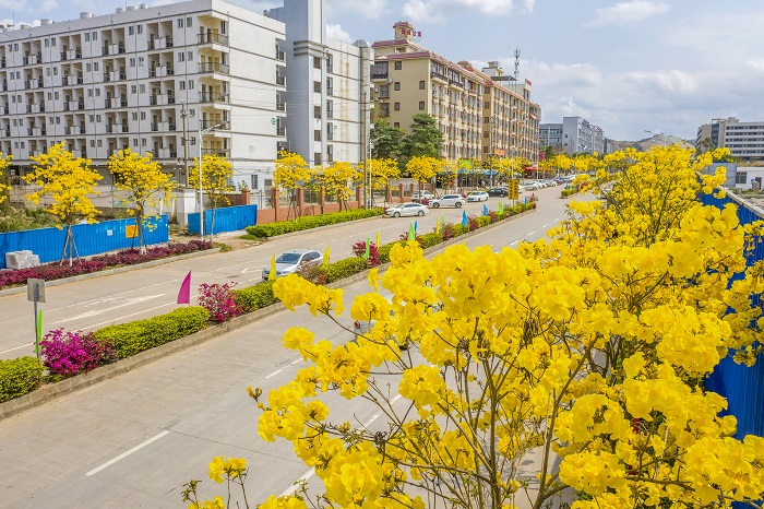 1、2022年3月13日，广西梧州市万秀区高新区园区三路越洲道路两旁的黄风铃花盛开，宛若黄金洒满大道，呈现出一片金黄美景，成为园区道路中一道靓丽的风景线。（何华文）
