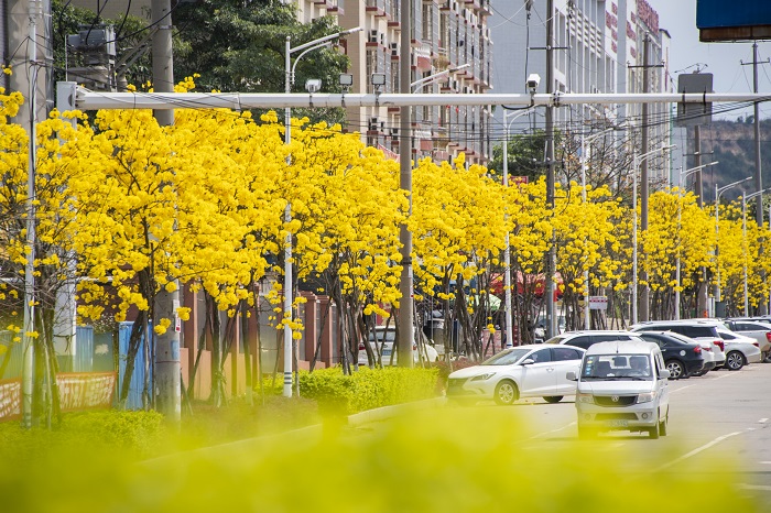 6、2022年3月13日，广西梧州市万秀区高新区园区三路越洲道路两旁的黄风铃花盛开，宛若黄金洒满大道，呈现出一片金黄美景，成为园区道路中一道靓丽的风景线。（何华文）