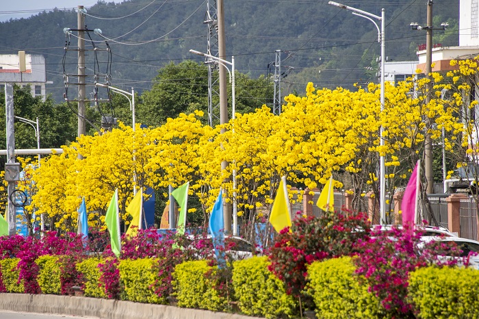 10、2022年3月13日，广西梧州市万秀区高新区园区三路越洲道路两旁的黄风铃花盛开，宛若黄金洒满大道，呈现出一片金黄美景，成为园区道路中一道靓丽的风景线。（何华文）