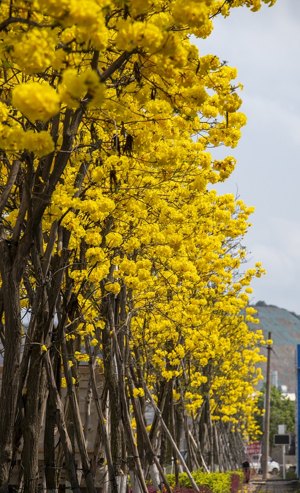 11、2022年3月13日，广西梧州市万秀区高新区园区三路越洲道路两旁的黄风铃花盛开，宛若黄金洒满大道，呈现出一片金黄美景，成为园区道路中一道靓丽的风景线。（何华文）