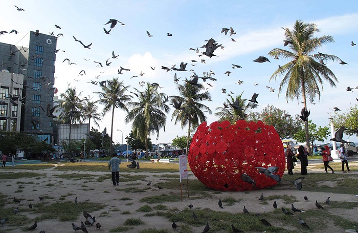 马累码头的广场上群鸽飞舞