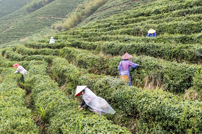 村里在家的勞動力幾乎出動了，分布在各大茶場采茶