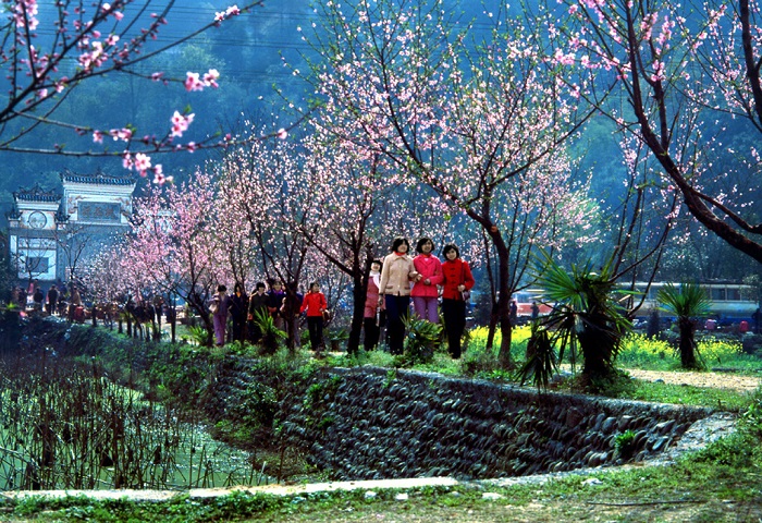 春游桃花源