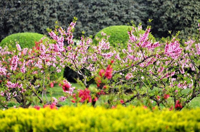 桃花盛开