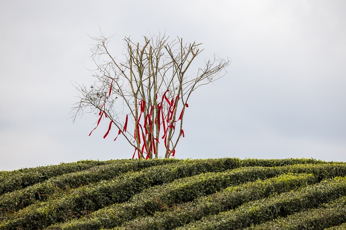 2022年3月27日，贵州省六枝特区落别乡茶叶基地，古茶树上挂满游客祈福的红布条。