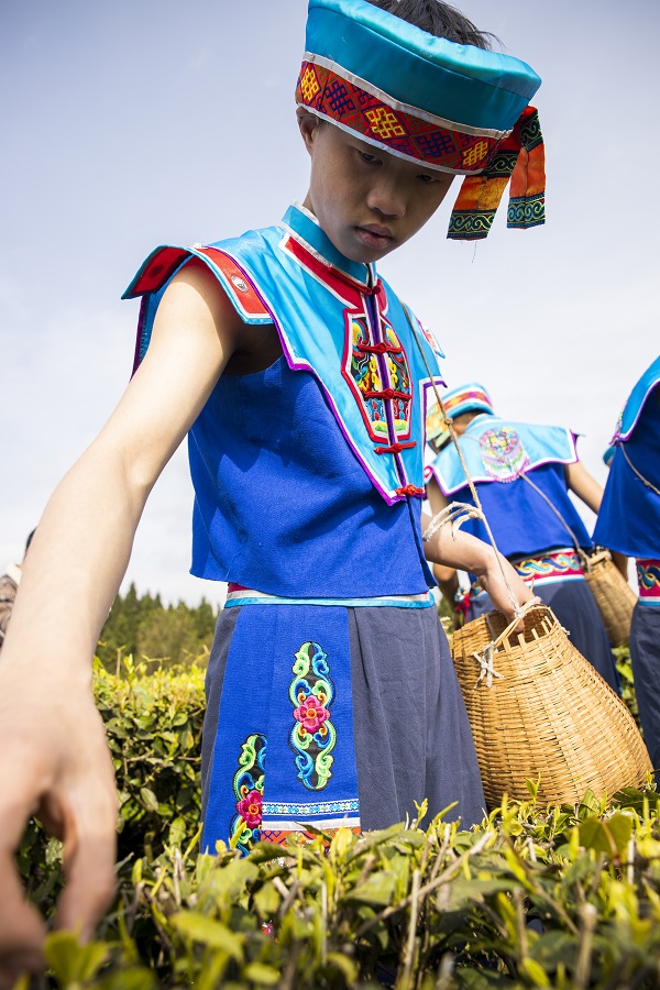 2022年3月27日，贵州省六枝特区落别乡茶叶基地，少数民族同胞正在采摘春茶。