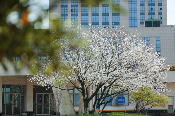 1.港区大楼旁的樱花。