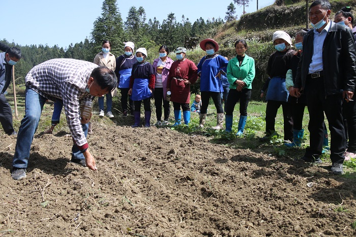 袁教授在传授免耕稻种植技术做示范。