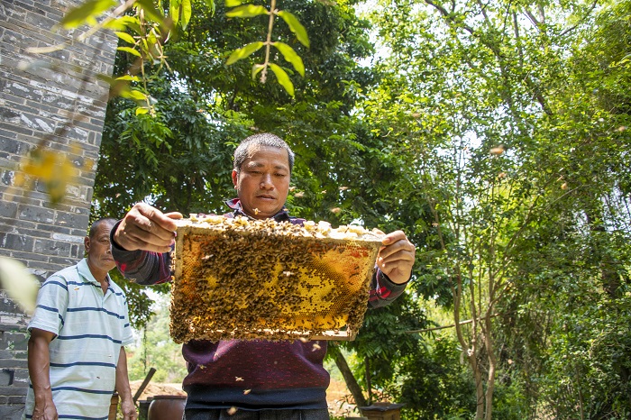 1、2022年4月9日，在广西梧州市长洲区长洲镇竹湾村十二组林下养蜂基地，家传第三代养蜂专业户欧阳焕彬（右一）正和工人们采收蜂蜜。（何华文）