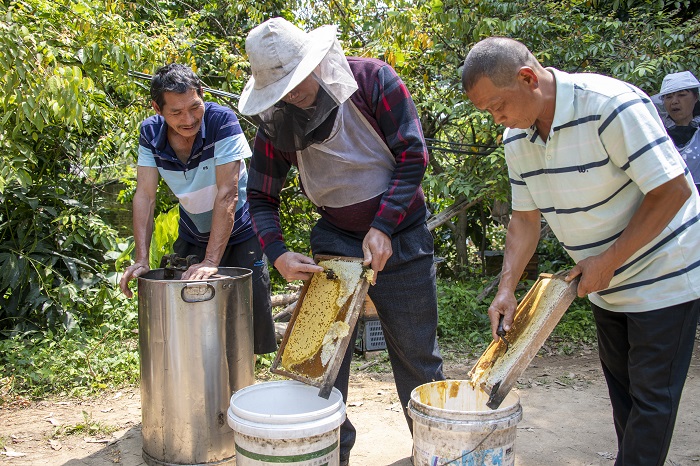 3、2022年4月9日，在广西梧州市长洲区长洲镇竹湾村十二组林下养蜂基地，家传第三代养蜂专业户欧阳焕彬（中）正和工人们采收蜂蜜。（何华文）