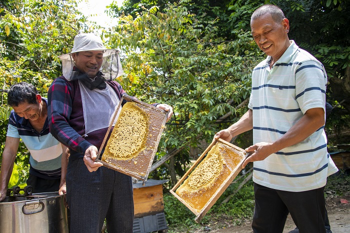4、2022年4月9日，在广西梧州市长洲区长洲镇竹湾村十二组林下养蜂基地，家传第三代养蜂专业户欧阳焕彬（左一）正和工人们采收蜂蜜。（何华文）