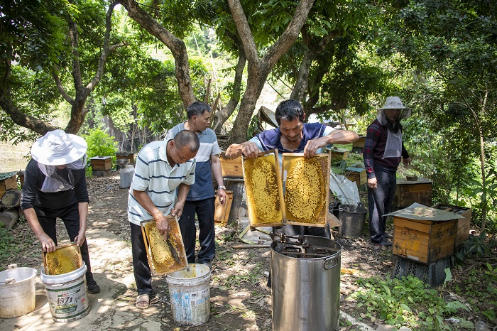 6、2022年4月9日，在广西梧州市长洲区长洲镇竹湾村十二组林下养蜂基地，家传第三代养蜂专业户欧阳焕彬（右一）正和工人们采收蜂蜜。（何华文）