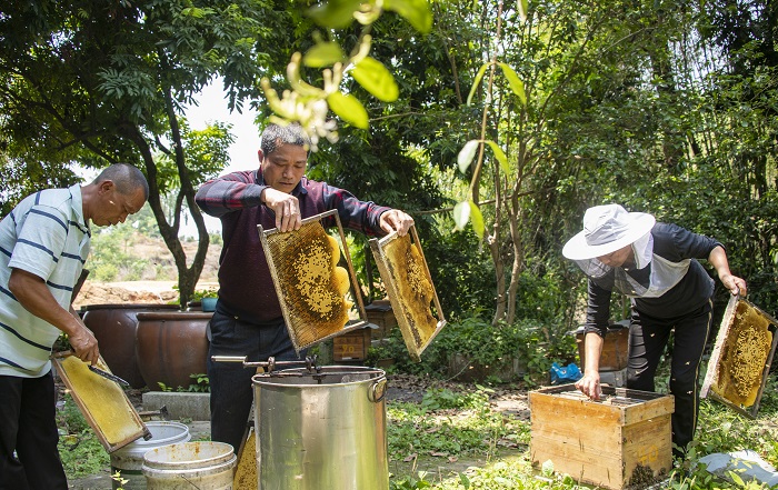 7、2022年4月9日，在广西梧州市长洲区长洲镇竹湾村十二组林下养蜂基地，家传第三代养蜂专业户欧阳焕彬（中）正和工人们采收蜂蜜。（何华文）