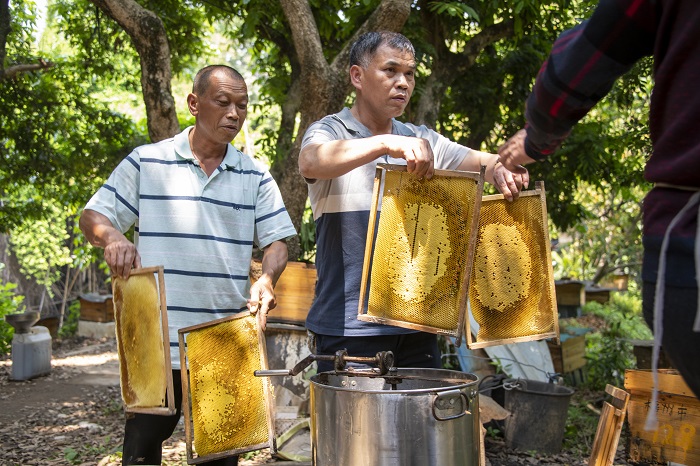 9、2022年4月9日，在广西梧州市长洲区长洲镇竹湾村十二组林下养蜂基地，养蜂农民正在采收蜂蜜。（何华文）