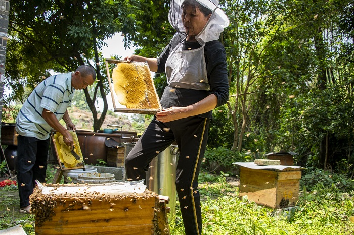 12、2022年4月9日，在广西梧州市长洲区长洲镇竹湾村十二组林下养蜂基地，养蜂农民正在采收蜂蜜。（何华文）