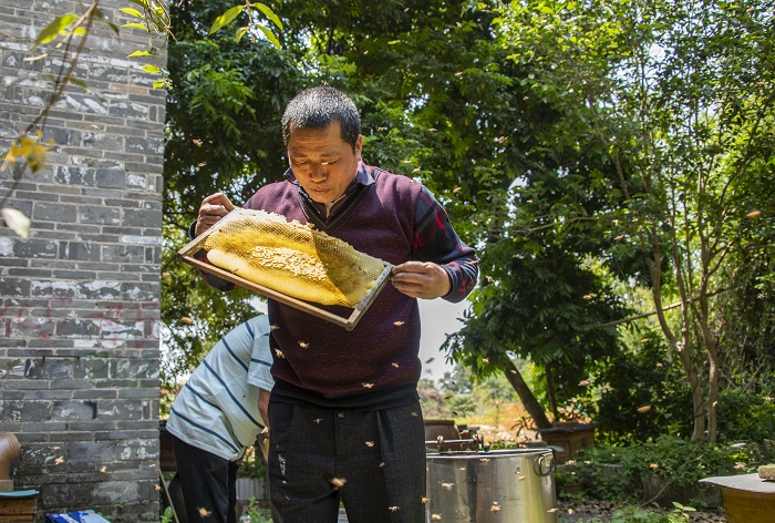 13、2022年4月9日，在广西梧州市长洲区长洲镇竹湾村十二组林下养蜂基地，家传第三代养蜂专业户欧阳焕彬正和工人们采收蜂蜜。（何华文）