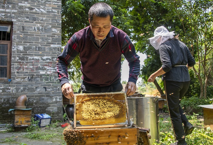 14、2022年4月9日，在广西梧州市长洲区长洲镇竹湾村十二组林下养蜂基地，家传第三代养蜂专业户欧阳焕彬（左一）正和工人们采收蜂蜜。（何华文）