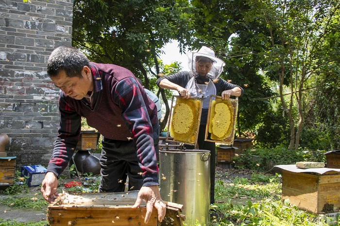 15、2022年4月9日，在广西梧州市长洲区长洲镇竹湾村十二组林下养蜂基地，家传第三代养蜂专业户欧阳焕彬（左一）正和工人们采收蜂蜜。（何华文）