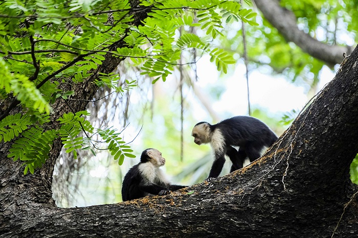 哥斯达黎加帕洛贝尔德国家公园白面卷尾猴