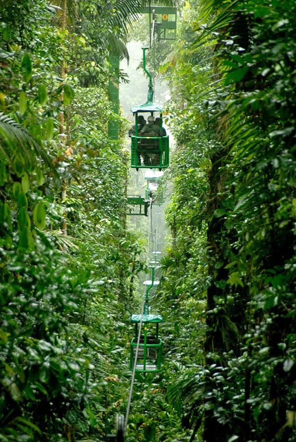 雨林中的揽车