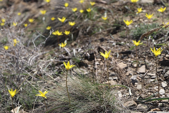 这是4月16日在新疆阿勒泰地区境内的阿尔泰山一处山坡拍摄的野生郁金香。 (1)