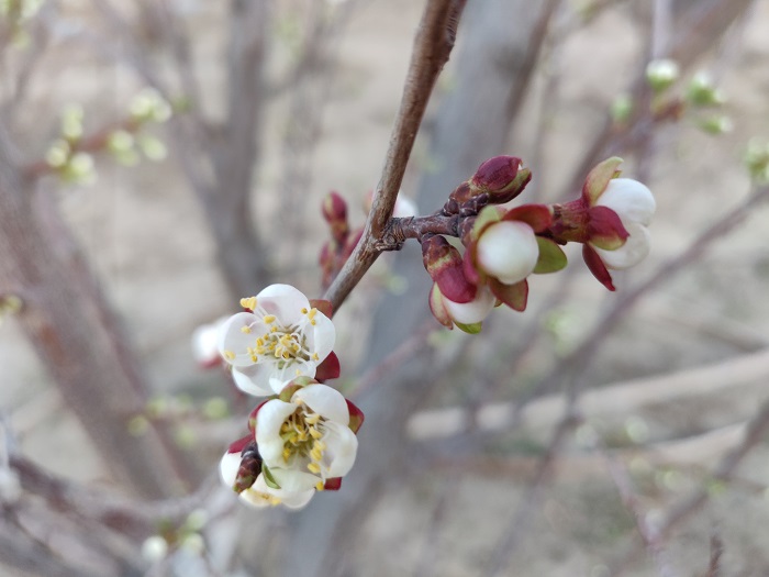新疆福海：春之色彩,摄影胡玉萍8
