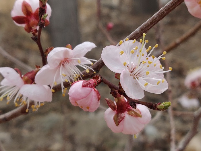 新疆福海：春之色彩,摄影胡玉萍11