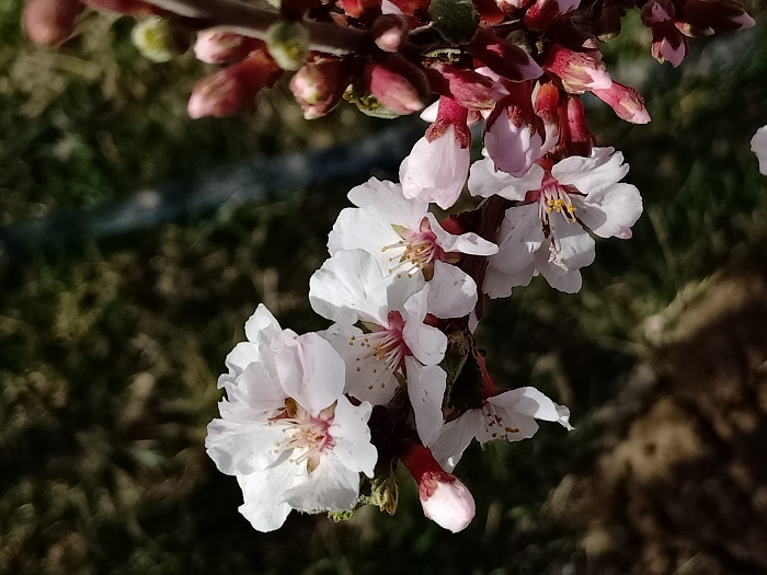 春花次第开