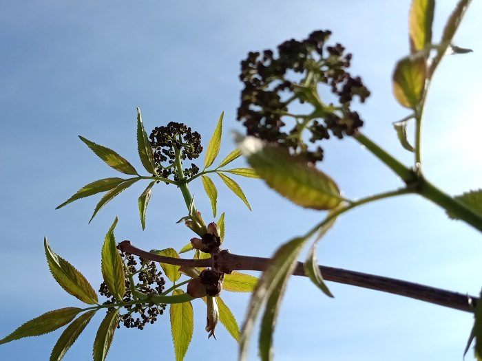 西伯利亚接骨木花蕾