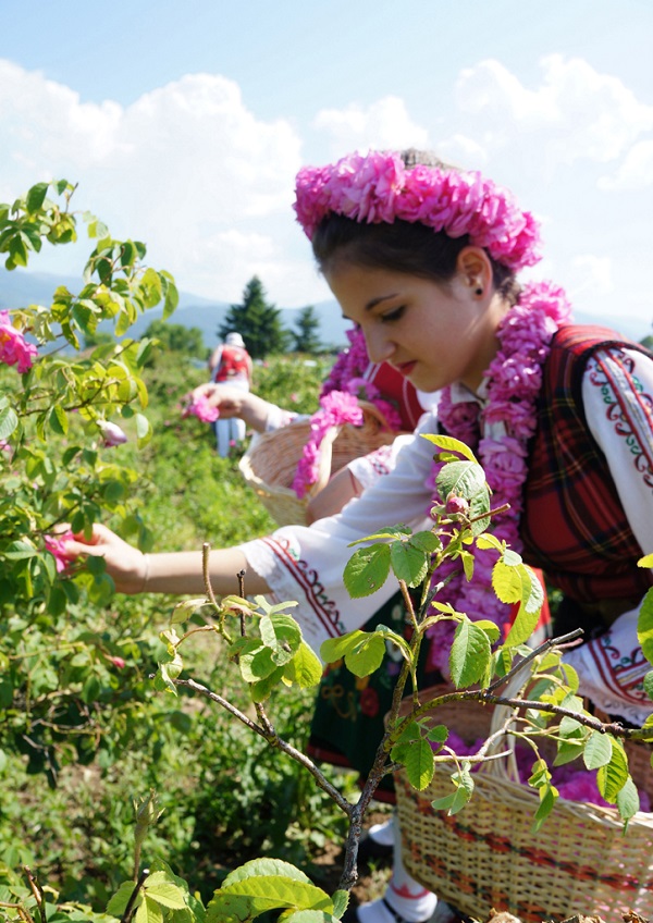 保加利亚姑娘在采花