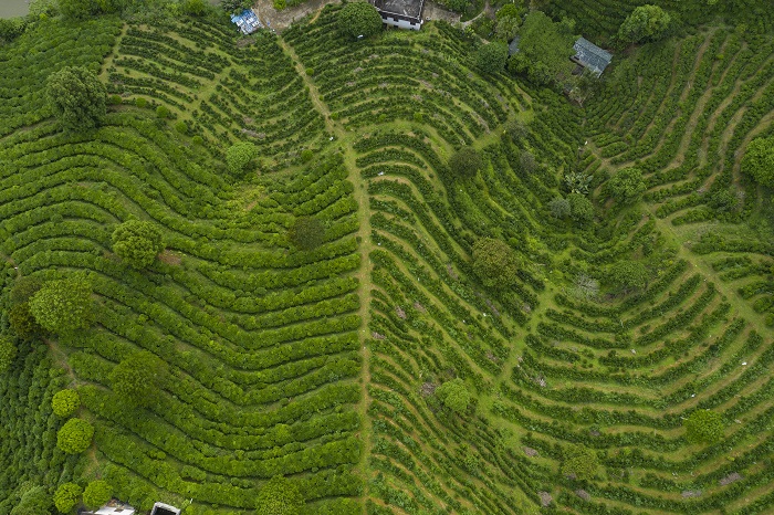 5、2022年4月24日，广西梧州市苍梧县六堡镇拉板村八集古茶园绿意盎然，春色怡人，纵横交错的茶垄风光旖旎，美如画卷。（何华文）