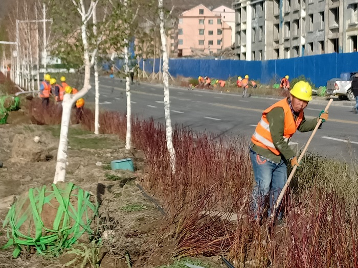 正忙着移植树木的园林工人（4月25日拍摄于阿勒泰市）。