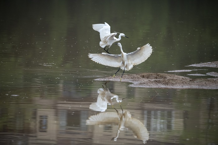 4、2022年5月4日，白鹭在广西梧州市玫瑰湖湿地公园嬉戏飞舞。（何华文）