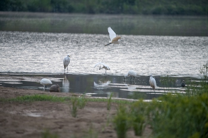 7、2022年5月4日，白鹭在广西梧州市玫瑰湖湿地公园嬉戏飞舞。（何华文）