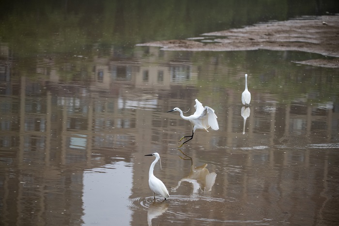9、2022年5月4日，白鹭在广西梧州市玫瑰湖湿地公园嬉戏飞舞。（何华文）