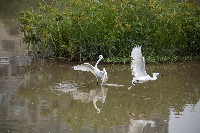 10、2022年5月4日，白鹭在广西梧州市玫瑰湖湿地公园嬉戏飞舞。（何华文）
