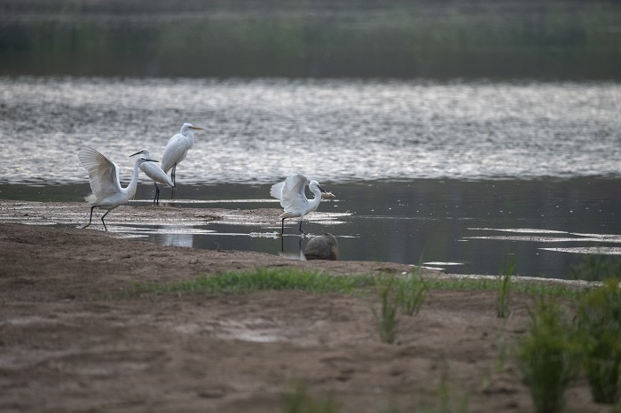 11、2022年5月4日，白鹭在广西梧州市玫瑰湖湿地公园嬉戏飞舞。（何华文）