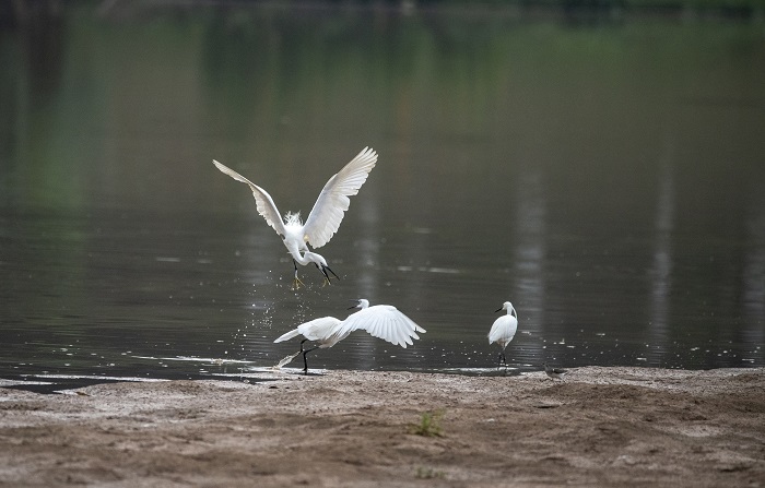 13、2022年5月4日，白鹭在广西梧州市玫瑰湖湿地公园嬉戏飞舞。（何华文）
